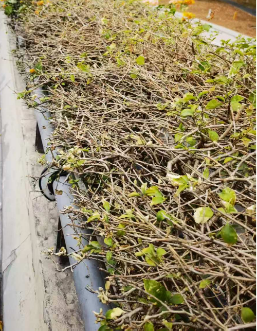 已编辑图片