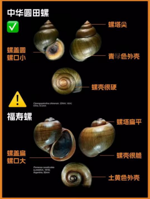 福寿螺.jpg