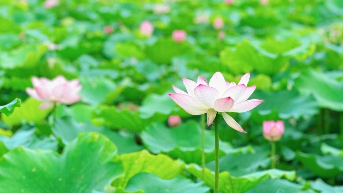 Chasing lotus blooms across Guangdong